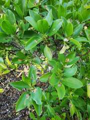 Myoporum crassifolium