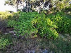 Myoporum crassifolium