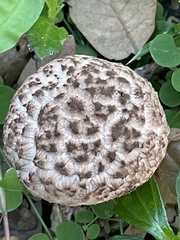 Strobilomyces strobilaceus image