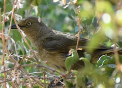 Andropadus importunus