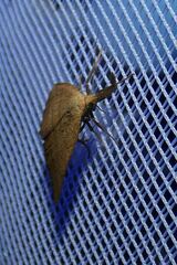 Polypogon tentacularia