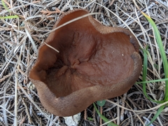 Phylloscypha phyllogena