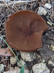 Phylloscypha phyllogena