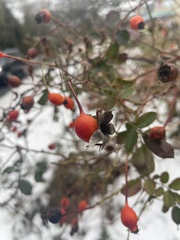 Rosa canina