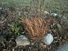 Schizachyrium