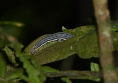 Isognathus allamandae