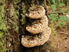 Pseudoinonotus