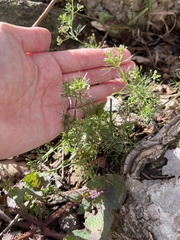 Cyclospermum
