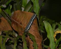 Isognathus allamandae