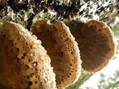 Pseudoinonotus