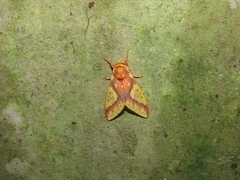 Symphlebia