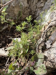 Cyclospermum