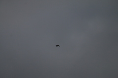 Gallinago gallinago