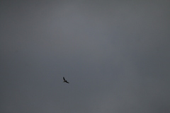 Gallinago gallinago