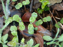 Clarkia