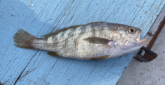 Larimus fasciatus