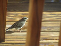 Junco hyemalis