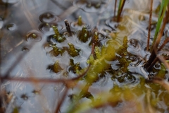 Scorpidium scorpioides