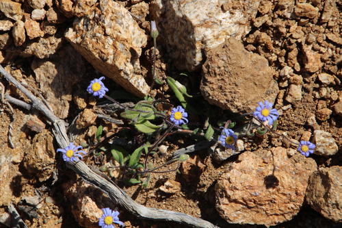 Image of Felicia namaquana by (c) Tony Rebelo, some rights reserved (CC BY-SA)