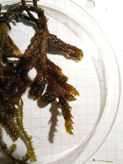 Scorpidium scorpioides