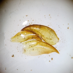 Scorpidium scorpioides