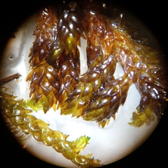 Scorpidium scorpioides