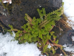 Selaginella douglasii