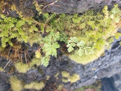 Selaginella douglasii