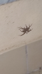 Lycosoides coarctata