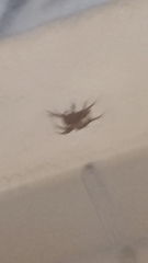 Lycosoides coarctata