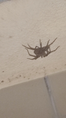 Lycosoides coarctata