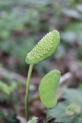 Dorstenia