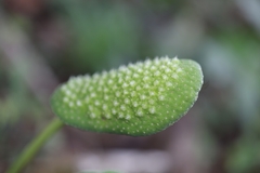 Dorstenia