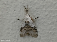 Calliteara horsfieldii