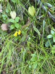 Melampyrum sylvaticum