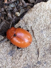 Leptinotarsa rubiginosa