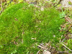 Campylopus introflexus