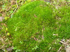 Campylopus introflexus