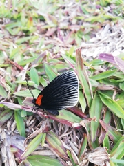 Hades noctula