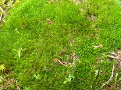 Campylopus introflexus