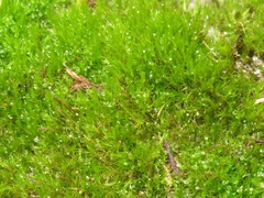 Campylopus introflexus