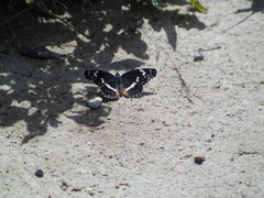 Chlosyne lacinia crocale