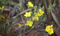 Hibbertia crinita