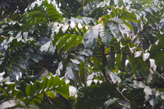 Artocarpus anisophyllus