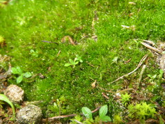 Campylopus introflexus