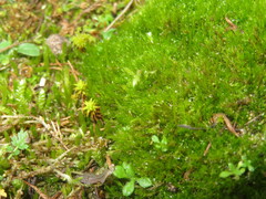 Campylopus introflexus