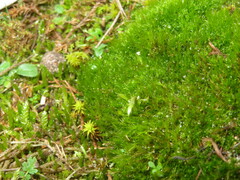 Campylopus introflexus