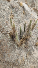 Corryocactus melanotrichus