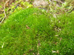 Campylopus introflexus