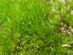 Campylopus introflexus